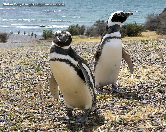 Punta Tombo - Pinguins  Stefan Cruysberghs